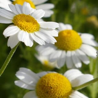 Chamomile Flower