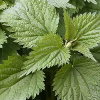 Nettle