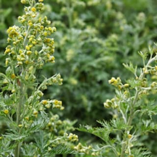 Wormwood Extract